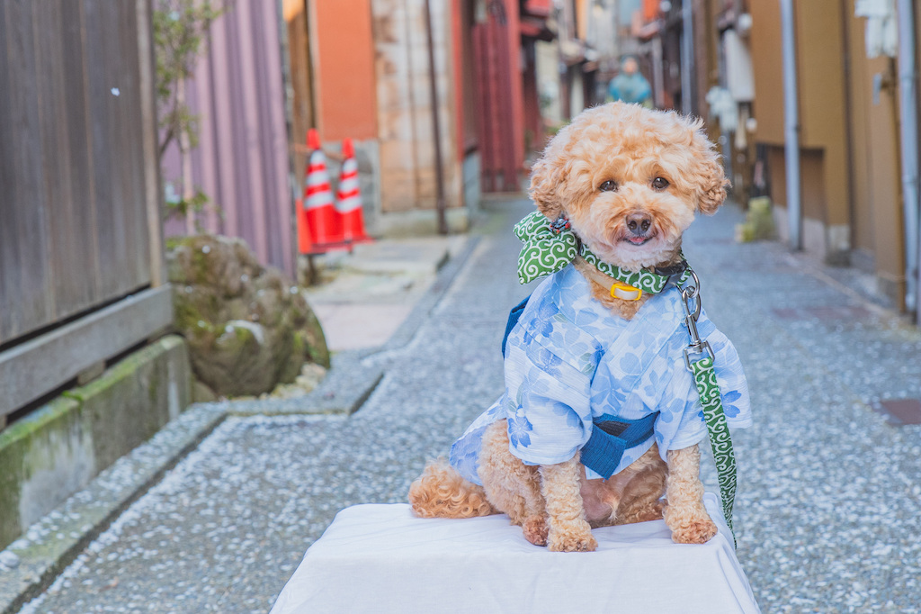 石川の犬と楽しめるスポット15選！ホテル・温泉・カフェなどお出かけ好きな筆者が紹介