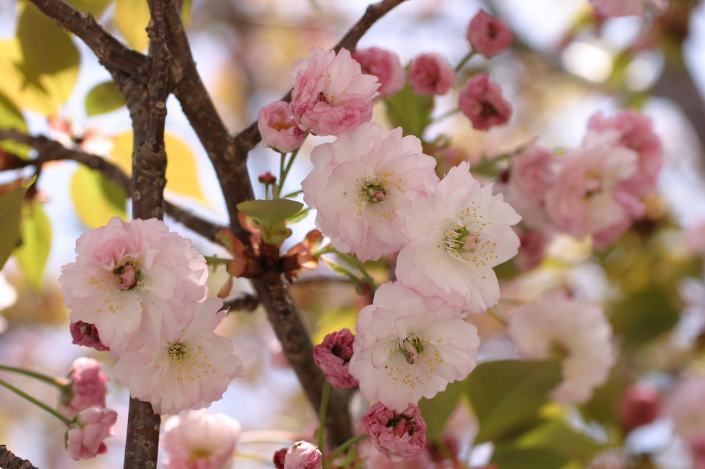 【2024年度版】長崎の桜・お花見・河津桜スポット15選！定番・公園・歴史的建造物などお出かけ大好きな筆者が紹介