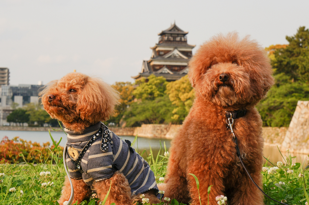 広島の犬と楽しめるスポット15選！宿・観光・カフェなどお出かけ好きな筆者が紹介