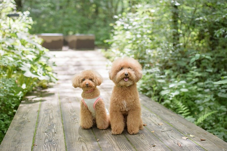 21年版 軽井沢で犬okのランチはここ 軽井沢好きの筆者おすすめの15店 アニバーサリーズマガジン