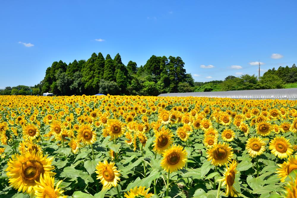 22年版 成田デート50選 千葉県民おすすめの50スポット 人気パワースポット 自然満喫 絶景エリア 絶品グルメなど アニーお祝い体験マガジン By ギフトモール