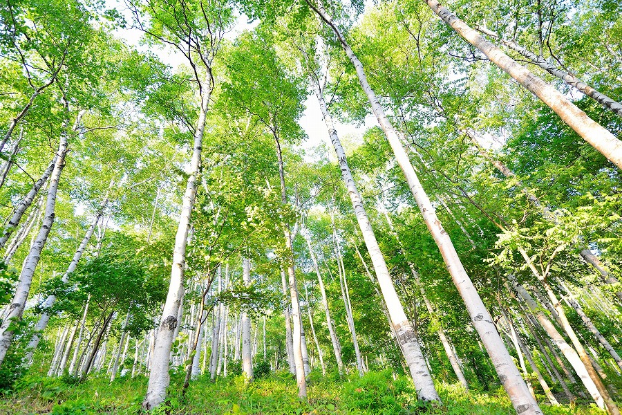 【保存版】まったり北いわてデートならここ！東北出身の筆者おすすめスポット15選【盛岡・雫石・久慈・二戸などエリア別に厳選】