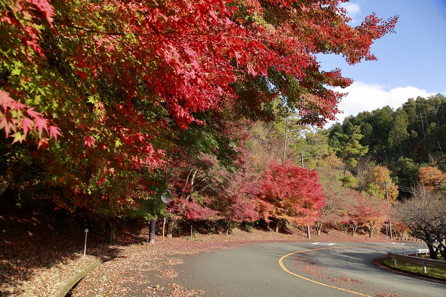 京都市のドライブ観光スポット15選！地元民厳選のレンタカーや車で行きたい旅行スポットはここ！