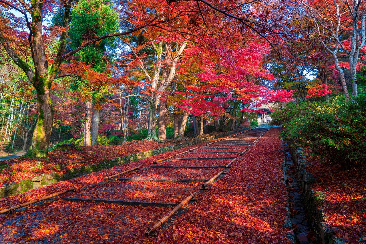 【2024年版】京都市の遊び場・暇つぶしスポット30選！紅葉・桜絶景・御朱印など旅行好きな筆者が紹介