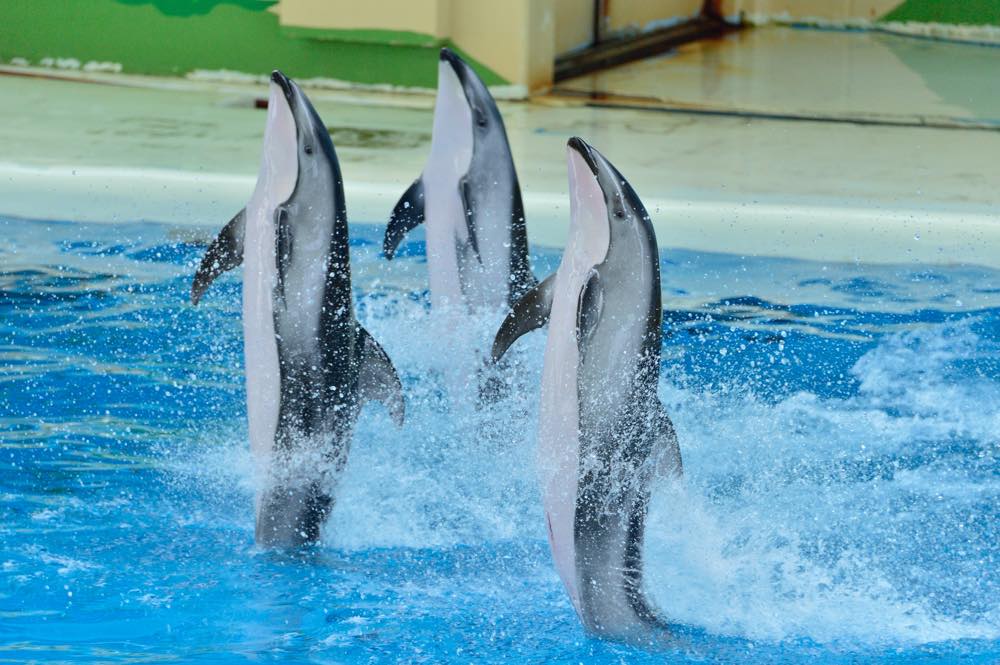 【保存版】金沢文庫デートならここ！地元民おすすめの15スポット【景観◎・水族館・歴史スポット・動物園など】