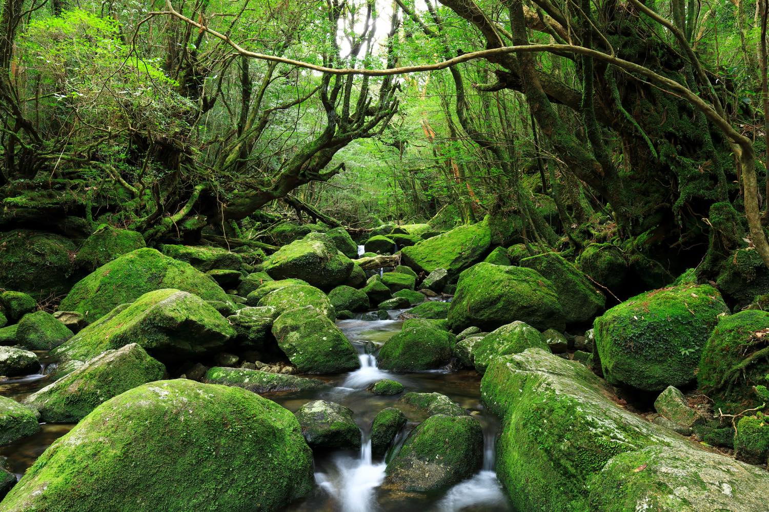 【保存版】屋久島デートならここ！旅行好きライターおすすめの15スポット【絶景・自然スポット・温泉・グルメ】