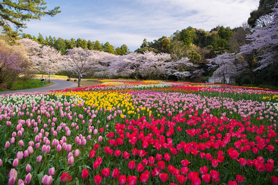 【2024年版】静岡の花見スポット15選！ピクニック・公園・河津桜などお出かけ好きな筆者が紹介