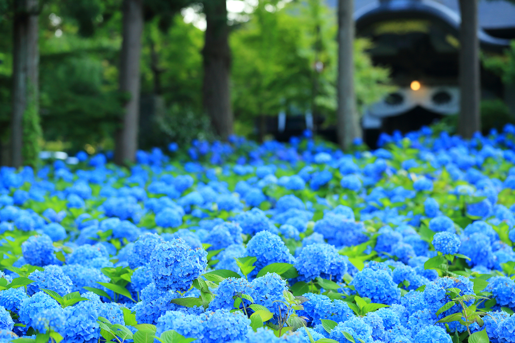 秋田の神社・お寺15選！パワースポット・恋愛運アップ・開運など旅行好きな筆者が紹介！