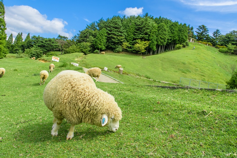 【保存版】六甲山牧場周辺のランチ15選！カップルのデートや記念日にもおすすめ【神戸っ子が徹底ガイド】絶景カフェ・ジンギスカン・搾りたて牛乳・濃厚チーズも