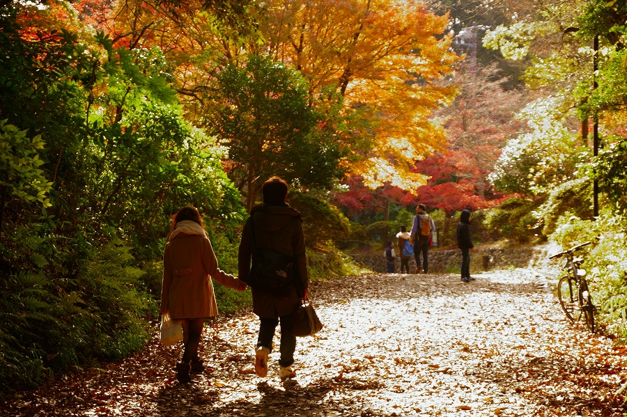 【保存版】秋の鎌倉デートならここ！鎌倉通おすすめの15スポット【紅葉の名所・秋グルメ・定番から穴場まで】