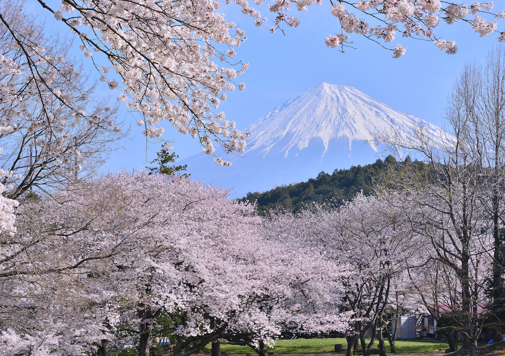 静岡の桜・お花見・河津桜スポット15選！公園・ライトアップ・ピクニックなどお出かけ好きな筆者が紹介