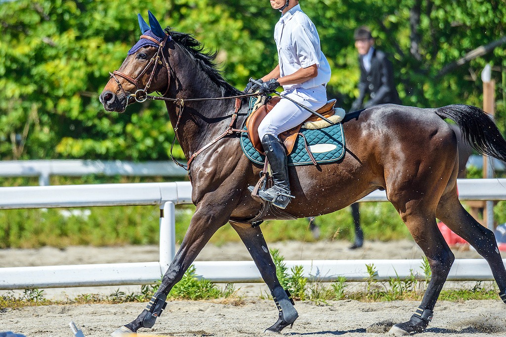 関東のおすすめ乗馬体験施設10選！安い・子供OK・初心者など乗馬ライセンス持ちで馬好きな筆者が紹介