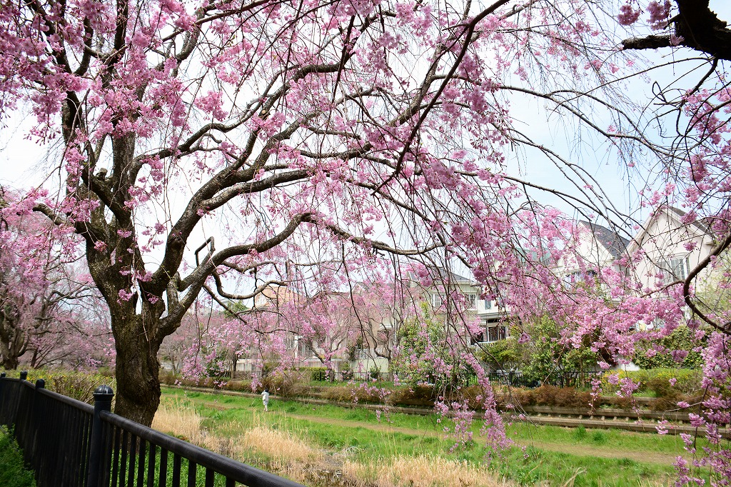 22年版 小金井公園周辺のランチ15選 カップルのデートや記念日にもおすすめ イベントやおでかけ大好きな筆者が徹底ガイド リーズナブル 隠れ家レストラン 洋食 アジアン料理など アニーお祝い体験マガジン By ギフトモール