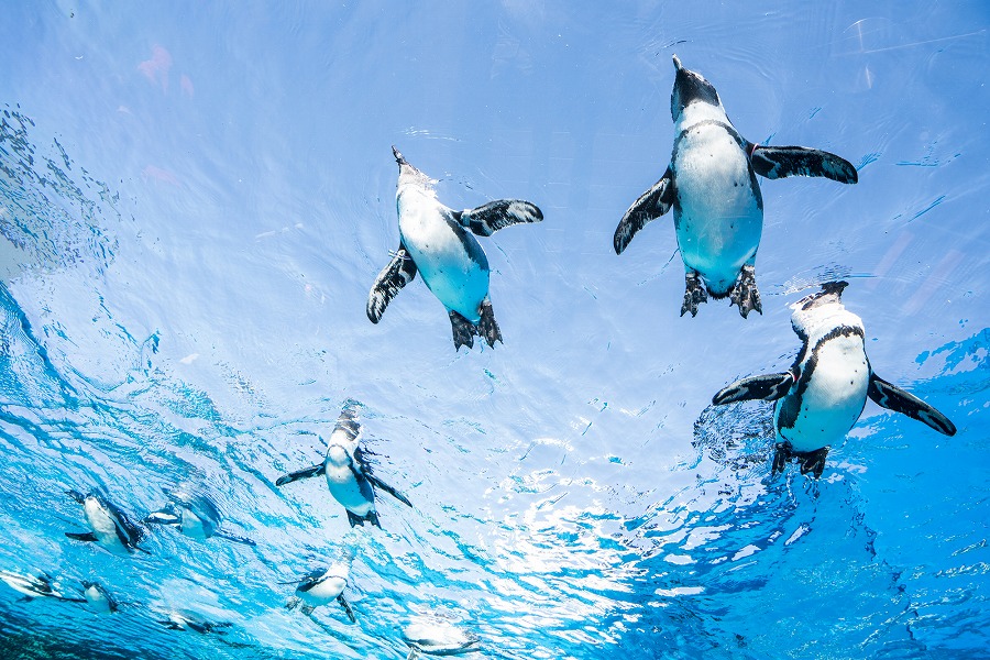 22年版 サンシャイン水族館周辺のレストランならここ カップルのデートや記念日にもおすすめ 池袋通が徹底ガイド ピザ シーフード ステーキ 中華など アニーお祝い体験マガジン By ギフトモール