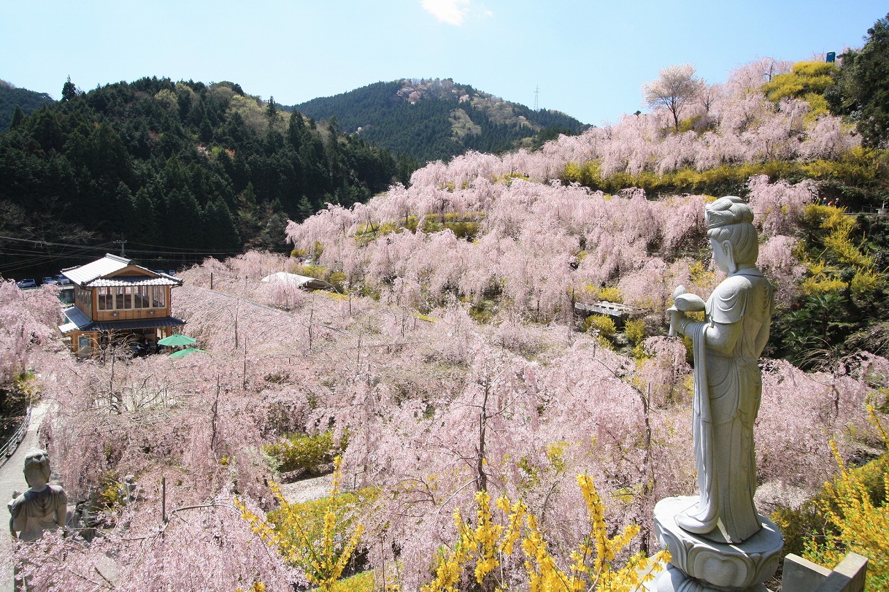 【2024年度版】徳島の桜・お花見・河津桜スポット15選！定番・穴場・公園などお出かけ大好きな筆者が紹介