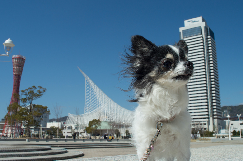 兵庫の犬と楽しめるスポット15選！ホテル・カフェ・遊べる公園などお出かけ好きな筆者が紹介