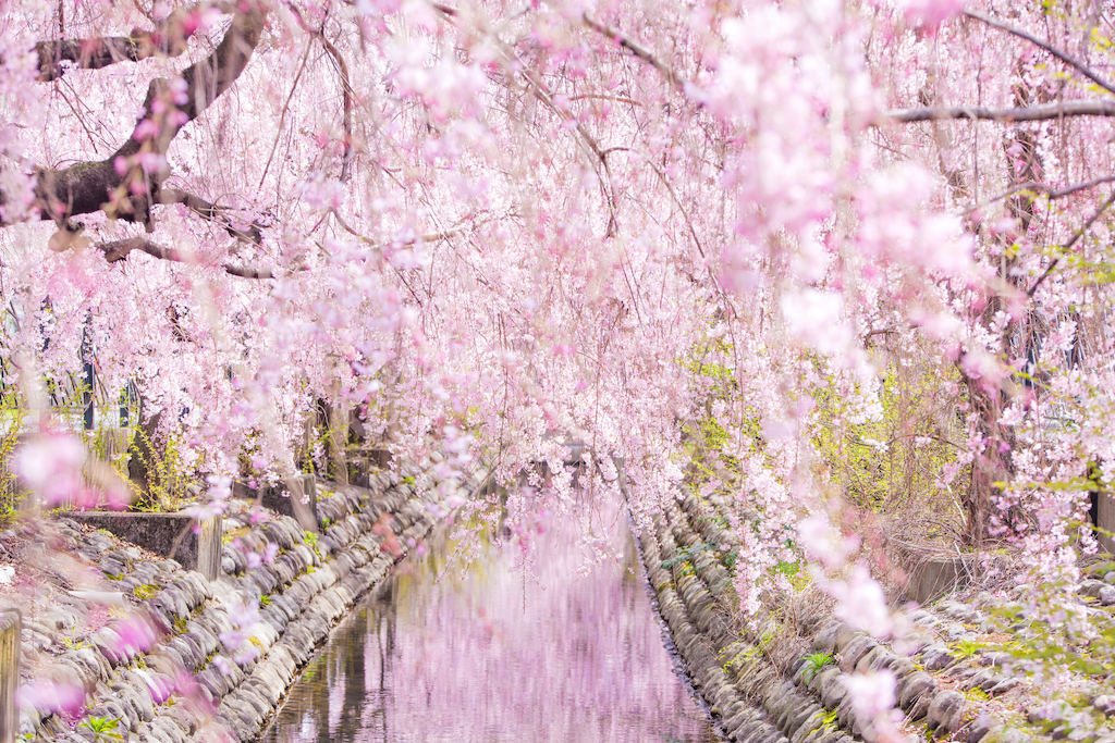 川崎の桜・お花見・河津桜スポット15選！神社お寺・公園・穴場など地元在住お出かけ好きな筆者が紹介