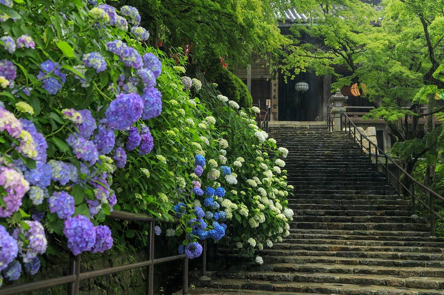 【保存版】奈良で雨の日デートならここ！関西民おすすめの16スポット【雨ならではの景観が見れる寺院・隠れ家カフェ・お泊りなど】