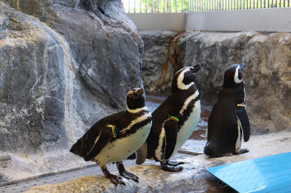 23年版 品川水族館デート50選 都内在住者おすすめのお散歩デート ミュージアム 海外風おしゃれカフェ 老舗絶品グルメなど アニーお祝い体験マガジン By ギフトモール