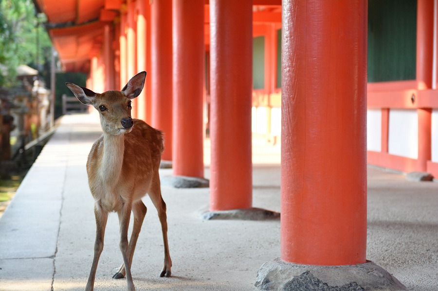 21年版 奈良デートならここ 奈良通おすすめの30スポット 神社仏閣 文化財 絶景 温泉など アニバーサリーズマガジン