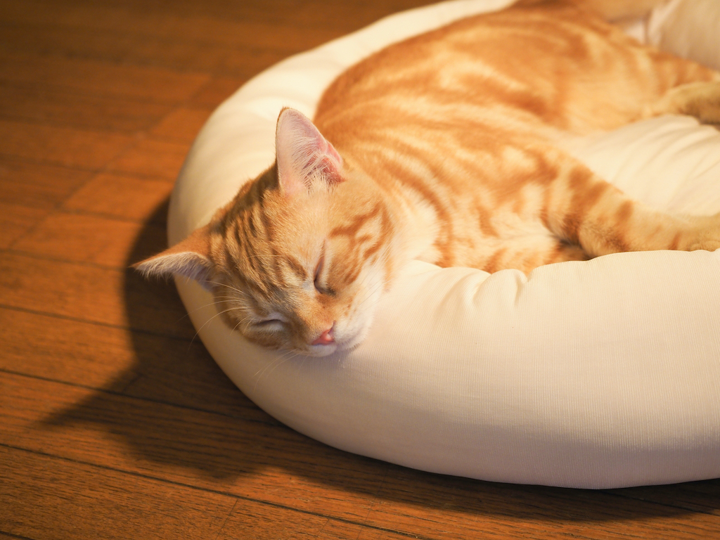 愛猫喜ぶ♪猫用ベッドのおすすめ10選！ふわふわ素材や爪とぎを兼ねたものまで猫と暮らす筆者が紹介