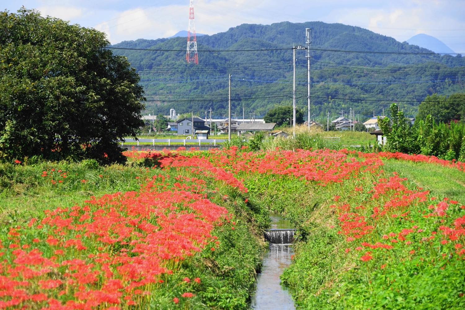 【保存版】本庄デートならここ！関東在住の筆者おすすめの15スポット【自然・歴史・絶品グルメなど】