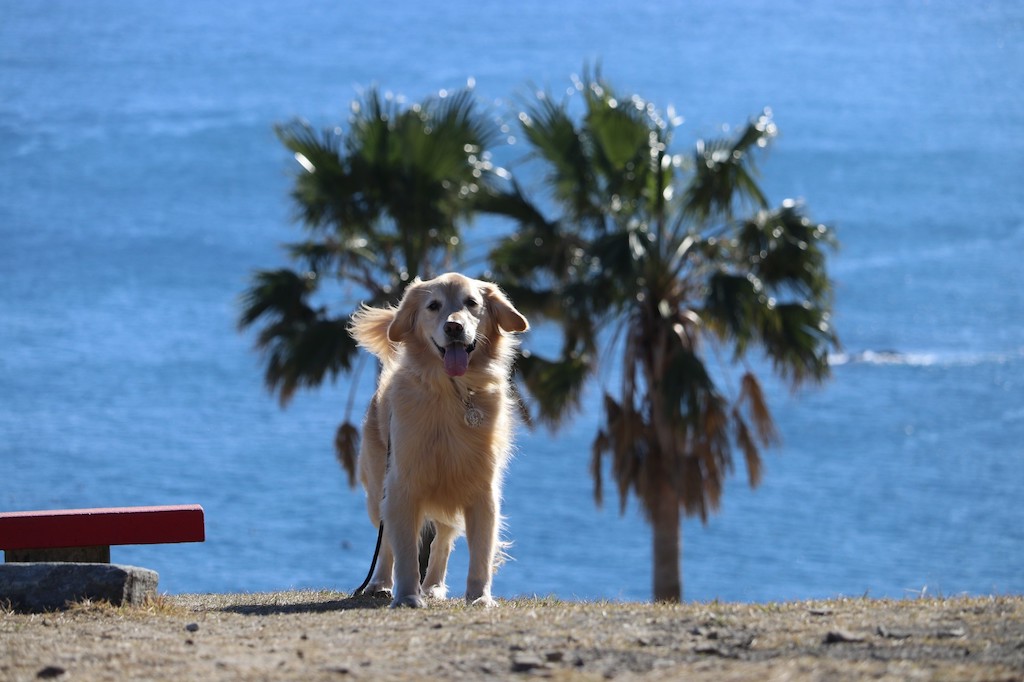 宮崎の犬と楽しめるスポット15選！宿・公園・カフェなどお出かけ好きな筆者が紹介