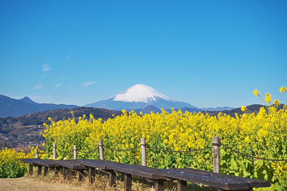 【保存版】二宮町のランチ14選！カップルのデートや記念日にもおすすめ【グルメライターが徹底ガイド】カジュアル・カフェレストラン・リッチなお店など