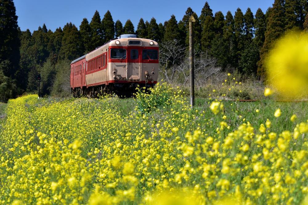 【保存版】いすみ市のランチ15選！カップルのデートや記念日にもおすすめ【千葉県民が徹底ガイド】地魚・本格フレンチ・海鮮レストラン・イタリアンなど