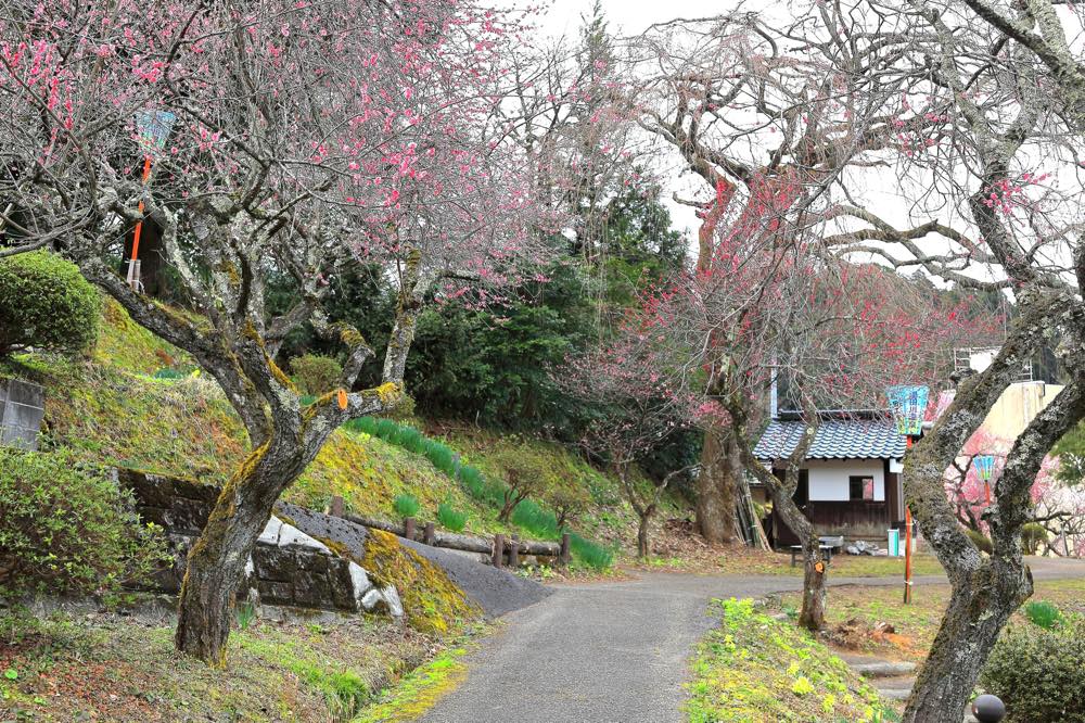 【保存版】湯田川温泉旅館おすすめ15選【温泉好きライターが徹底紹介】高級・露天風呂付客室・海鮮など