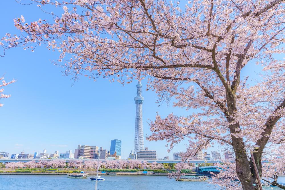 22年版 関東の桜が見えるドライブデートならここ 千葉県在住の筆者おすすめの15スポット 定番からちょっと穴場の花見スポットまで アニーお祝い体験マガジン By ギフトモール
