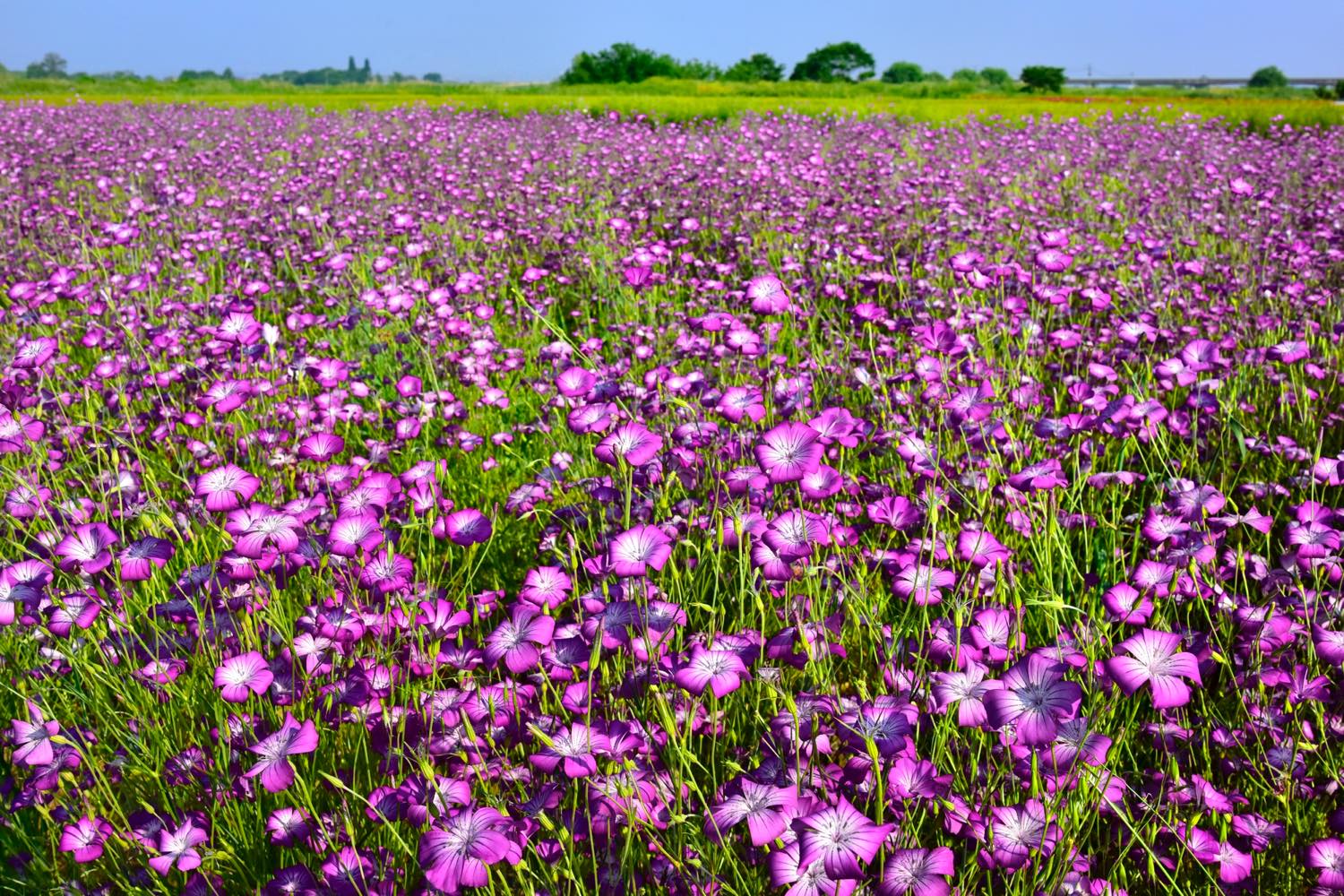 【保存版】鴻巣デートならここ！関東在住の筆者おすすめの15スポット【桜・花畑・お花見・グルメなど】