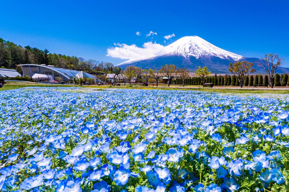 【保存版】山中湖周辺のディナー15選！カップルのデートや記念日にもおすすめ【元山梨在住が徹底ガイド】ボリューム◎・リーズナブル・一軒家レストラン・ペットOKのお店など