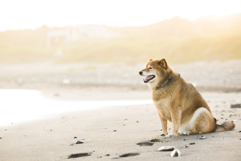 秋田の犬と楽しめるスポット15選！ドッグラン・公園・おしゃれカフェなど犬好きな筆者が紹介