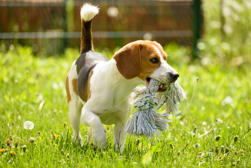 おすすめの犬用おもちゃ10選！小型犬から大型犬まで夢中◎ぬいぐるみやロープなど最強おもちゃを愛犬家の筆者が紹介