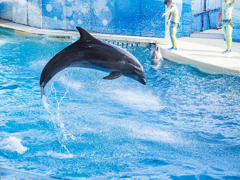 【保存版】江ノ島水族館デート50！筆者おすすめの50スポット【魅力・見どころ・周辺のご飯/しらすなど】