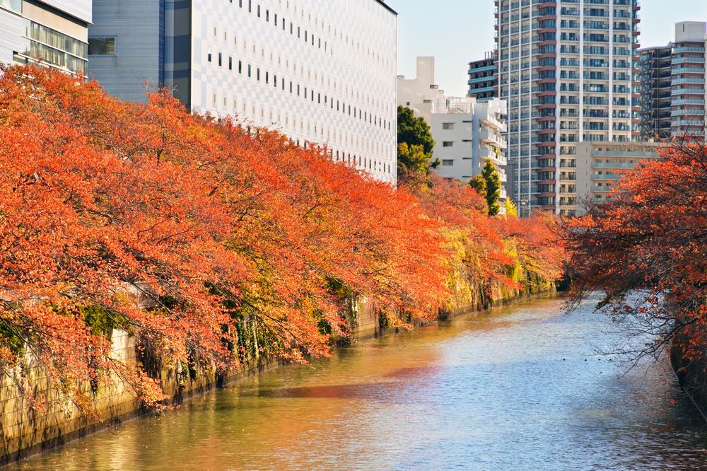 【予約可】ホテル雅叙園 東京で結婚記念日におすすめのお店5選！個室・サプライズあり・お祝いプランあり・子連れOKなど都内在住グルメな筆者が徹底紹介！