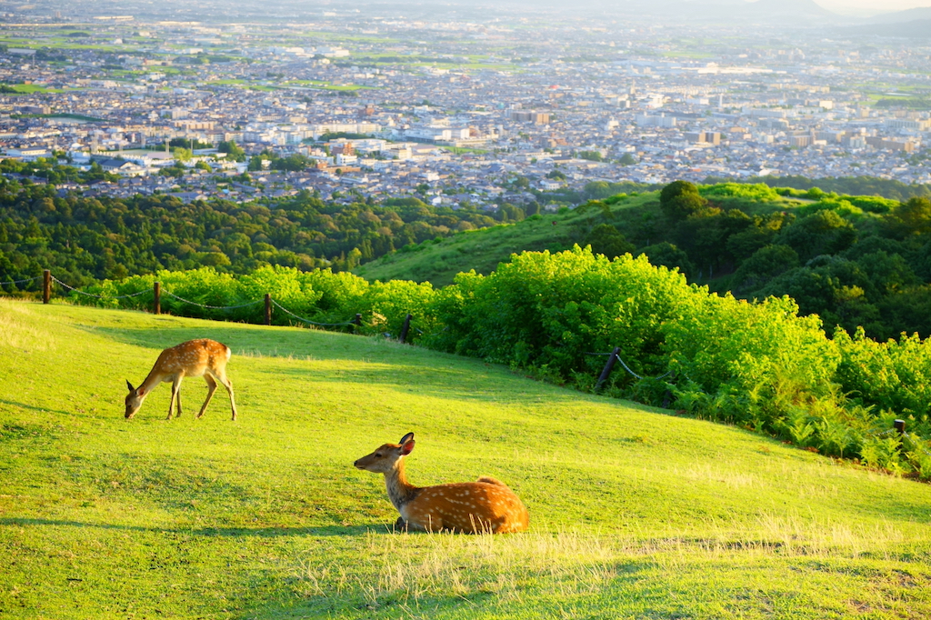 奈良のお土産スポット15選！定番・和菓子・おしゃれなど旅行好きな筆者が紹介