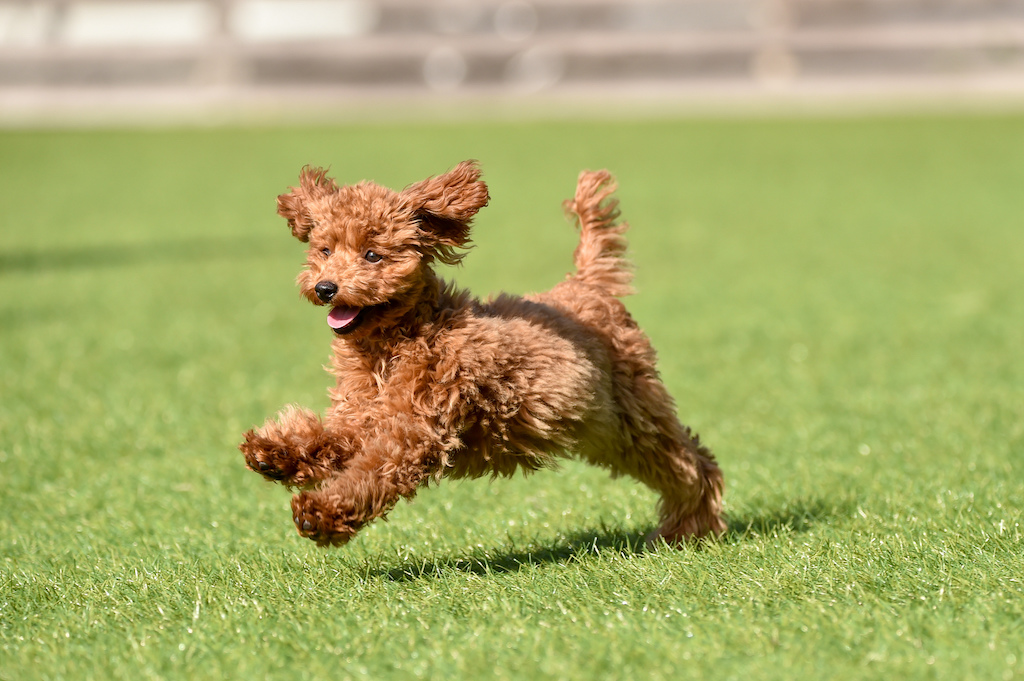 埼玉の犬と楽しめるスポット15選！自然豊か・広々ドッグラン・開放的になれるスポットなど犬好き筆者が紹介