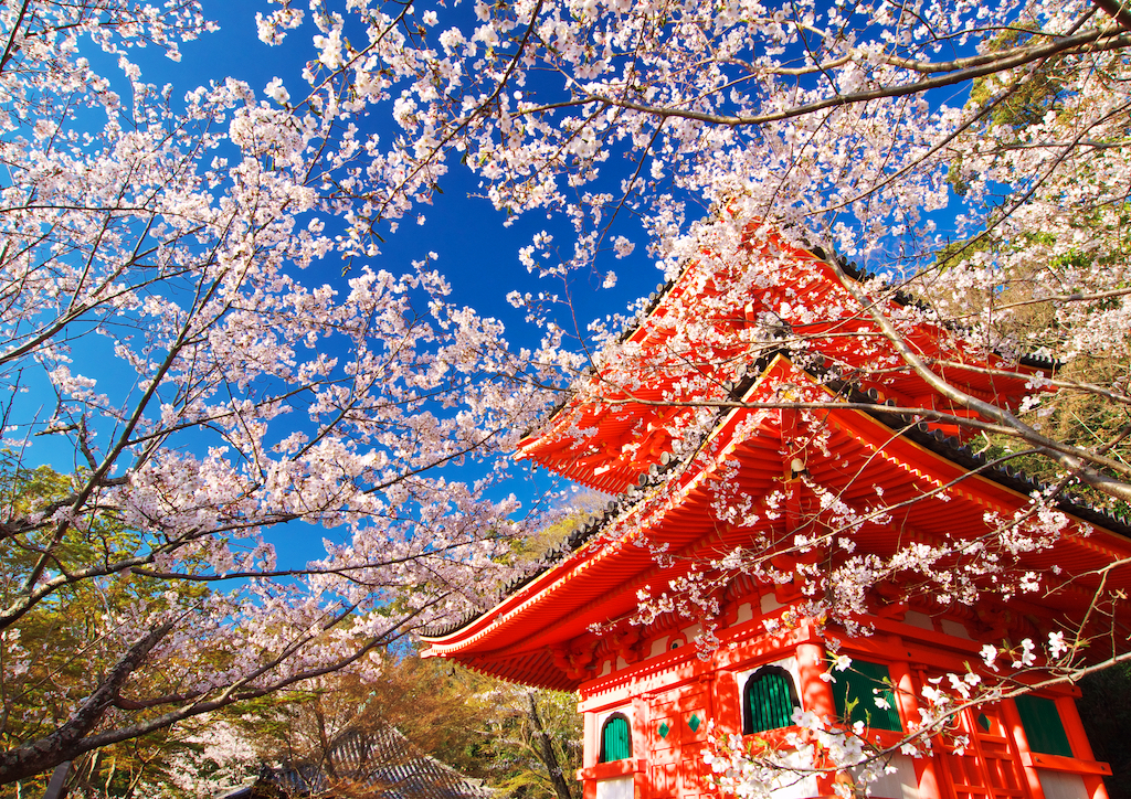 【2024年度版】和歌山の桜・お花見・河津桜スポット15選！定番・神社仏閣・公園などお出かけ大好きな筆者が紹介