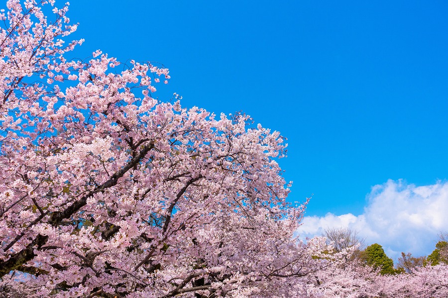 21年版 関西の春ドライブデートならここ 関西在住の筆者おすすめの15スポット 桜のトンネル のんびりお花見 夜桜スポットなど アニバーサリーズマガジン