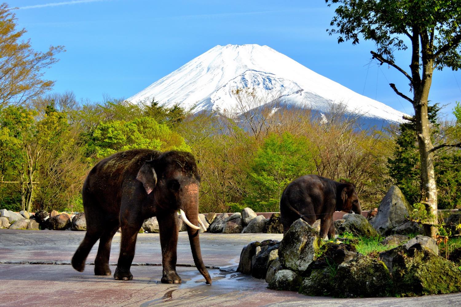 21年版 裾野デートならここ 近隣住民おすすめの15スポット 富士山絶景ポイント 動物 テーマパーク アクティブなど アニーお祝い体験マガジン By ギフトモール