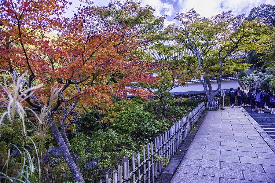 【保存版】北鎌倉のレストランならここ!北鎌倉をよく訪れる筆者おすすめの14店【女性ウケ◎・カジュアル・ビストロ・コスパ◎など】