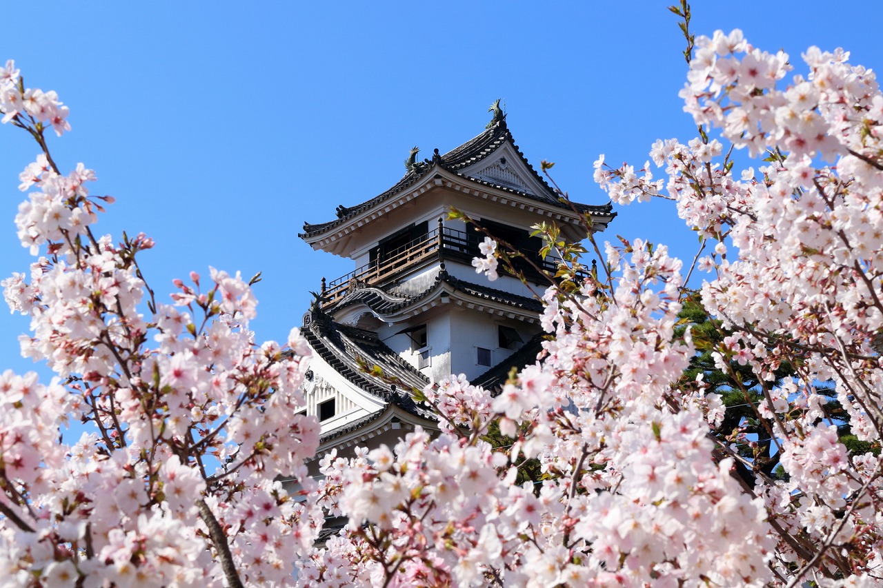 【2024年度版】高知の桜・お花見・河津桜スポット15選！定番・神社仏閣・公園などお出かけ大好きな筆者が紹介