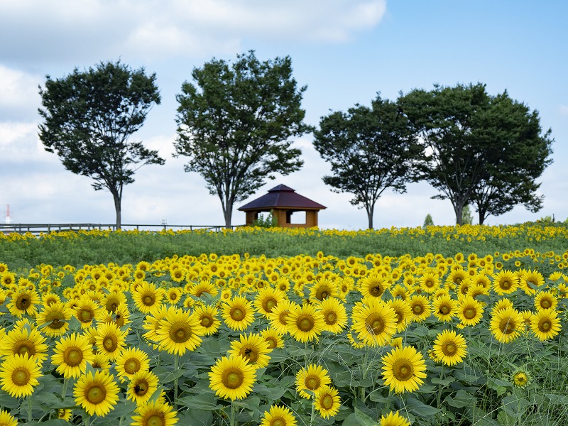 21年版 夏の愛知デートならここ 現役旅行会社員おすすめの15スポット 定番 夜景 自然 ビーチなど アニーお祝い体験マガジン By ギフトモール