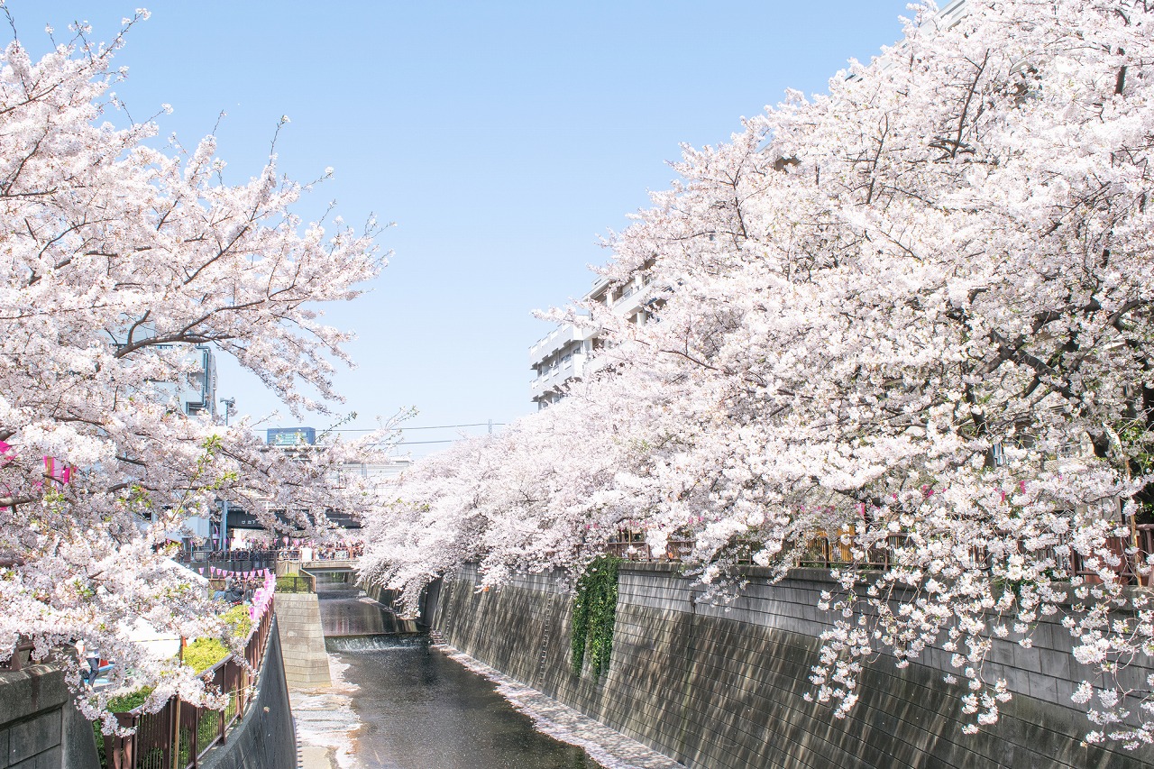 【保存版】中目黒の桜の見えるレストラン18選！カップルのデートや記念日にもおすすめ【中目黒好きの筆者徹底ガイド】和食・イタリアン・フレンチ・お肉料理など