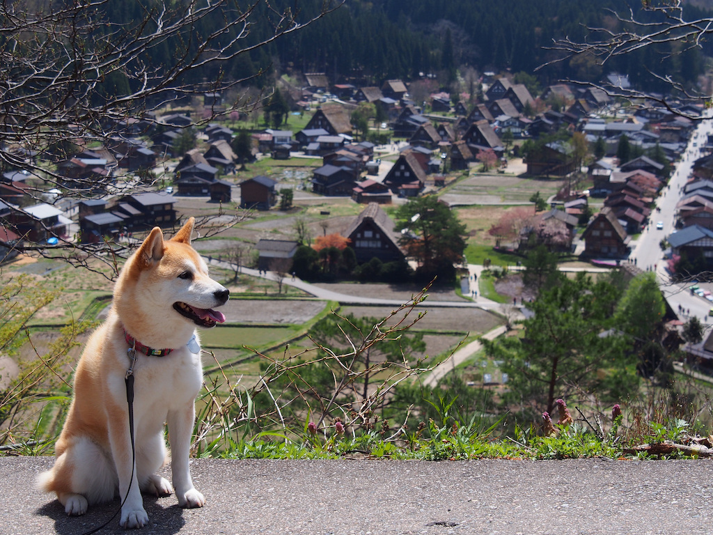 岐阜の犬と楽しめるスポット15選！宿・カフェ・お出かけ場所などお出かけ好きな筆者が紹介