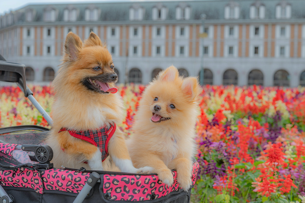 神戸で愛犬と楽しめるおすすめスポット15選！ショッピング・絶景・レジャーなど神戸で生まれ育った筆者が紹介