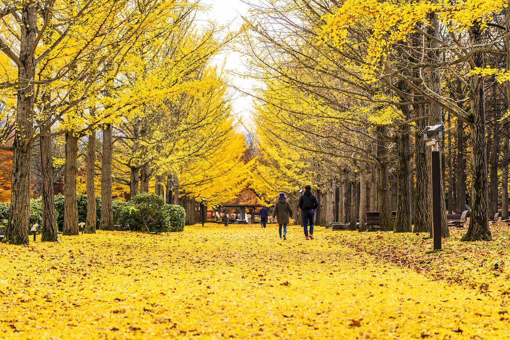 山形の公園15選！遊べる・自然が多い・ピクニックなどよく公園を利用する筆者が紹介