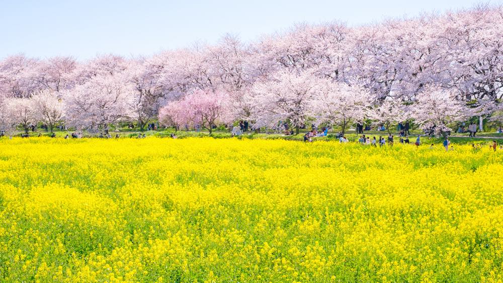 21年版 春の関東ドライブデートならここ ドライブ好き筆者おすすめの15スポット 桜の絶景スポットから夜景まで アニバーサリーズマガジン